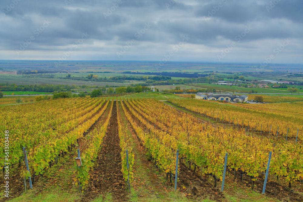 Autumn in the vineyard (Tokaj region)