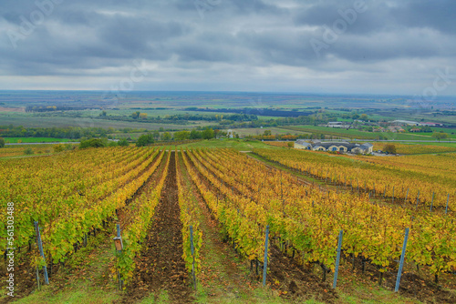 Autumn in the vineyard (Tokaj region)