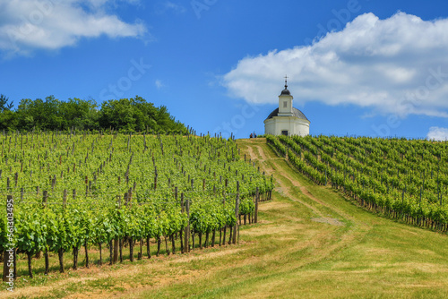 Принти на полотні Vineyard with Terézia Chapel near Tokaj (Tarcal)