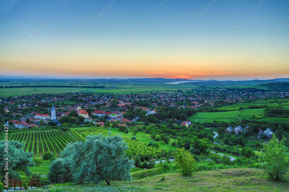 Vineyard at sunset in Tarcal (Tokaj region)
