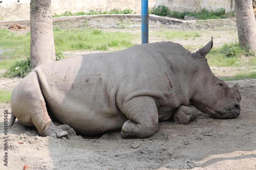 Obraz premium Biggest rhinoceros in Mirpur National Zoo Dhaka Bangladesh