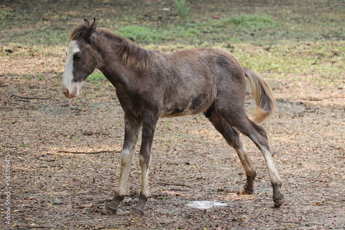 Cute Baby hourse is plarying in the zoo.