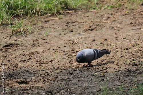 Cute pigeon on a field in Bangladesh