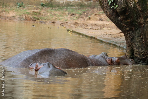 Giant hippopotomus at a pound in the national zoo of Bangladesh