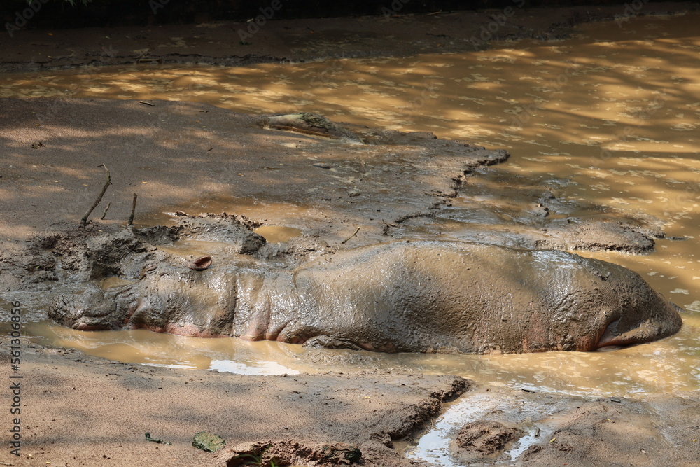 Fototapeta premium Hippopotomus at a sink in the national zoo of Bangladesh