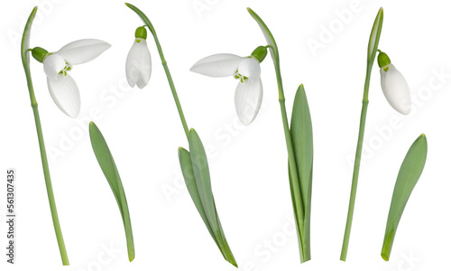 Flowering and budding snowdrops with leaves, in a set