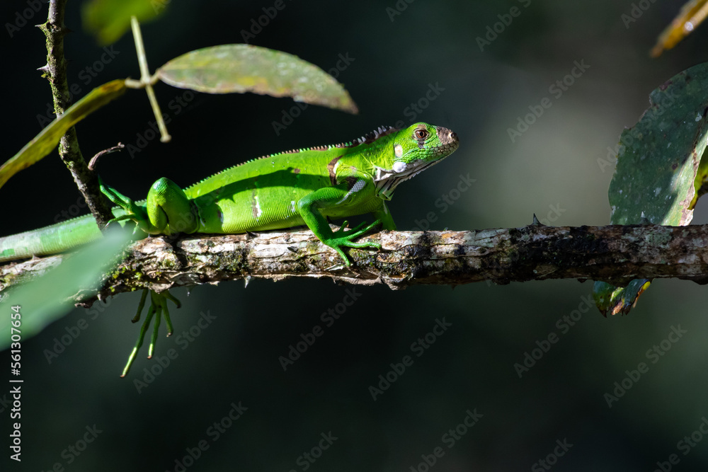 Naklejka premium Green Iguana on a branch in and out of shadows in the jungle of Trinidad and Tobago.