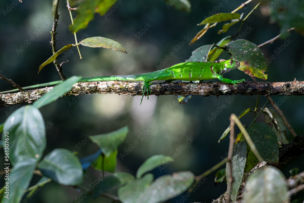 Green Iguana walking on a branch in and out of shadows in the jungle of Trinidad and Tobago.