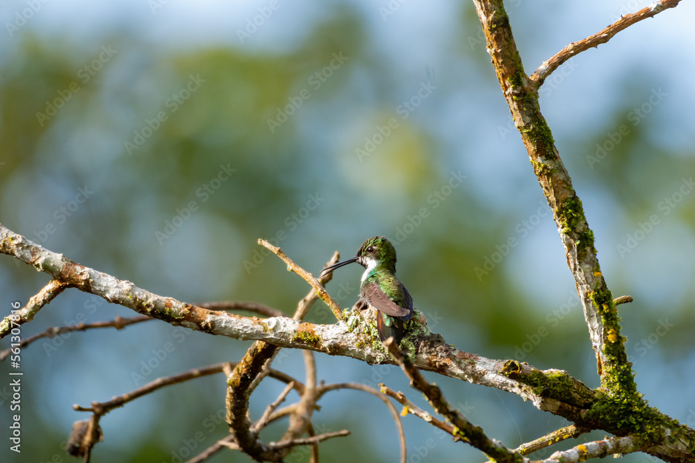 Black-throated mango hummingbird building chirping while sitting on her nest on the Caribbean island of Trinidad. Black-throated mango hummingbird building chirping while sitting on her nest on the Caribbean island of Trinidad.