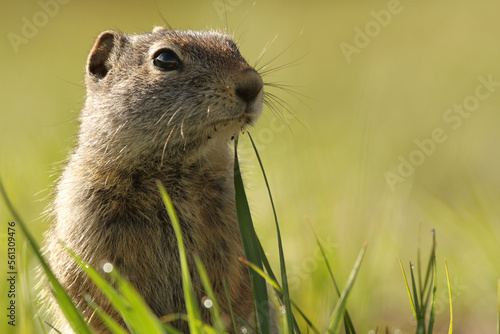 Uinta ground squirrel (Urocitellus armatus), Grand Teton National Park, Wyoming