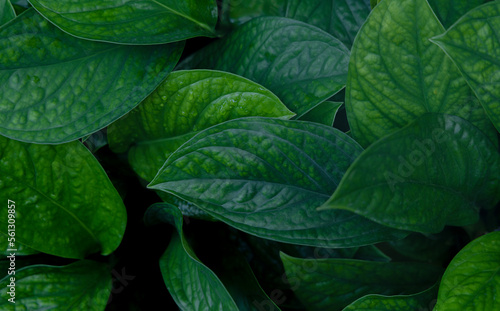 Nature Tropical foliage, leaves green plant background 
