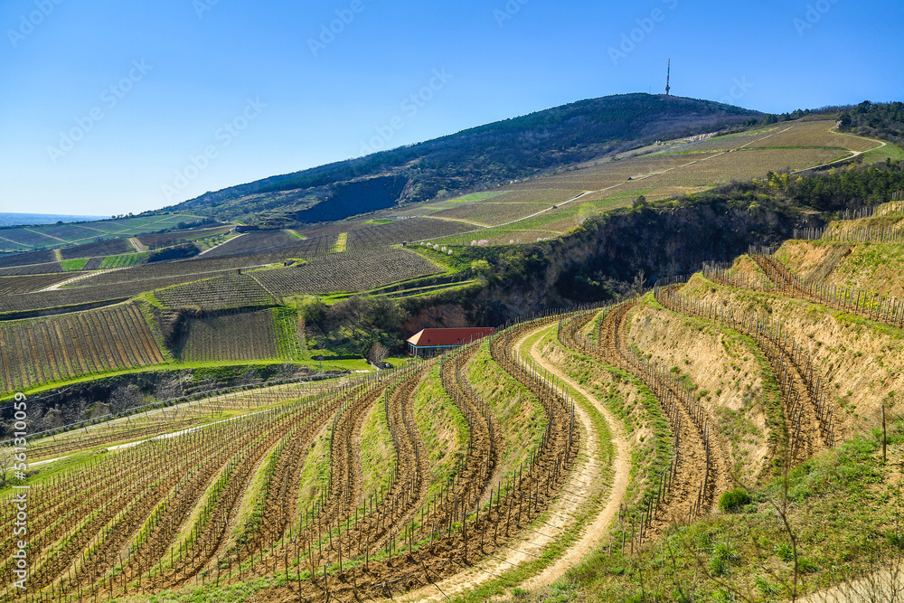 Vineyard of serpents on the Tokaj Hill