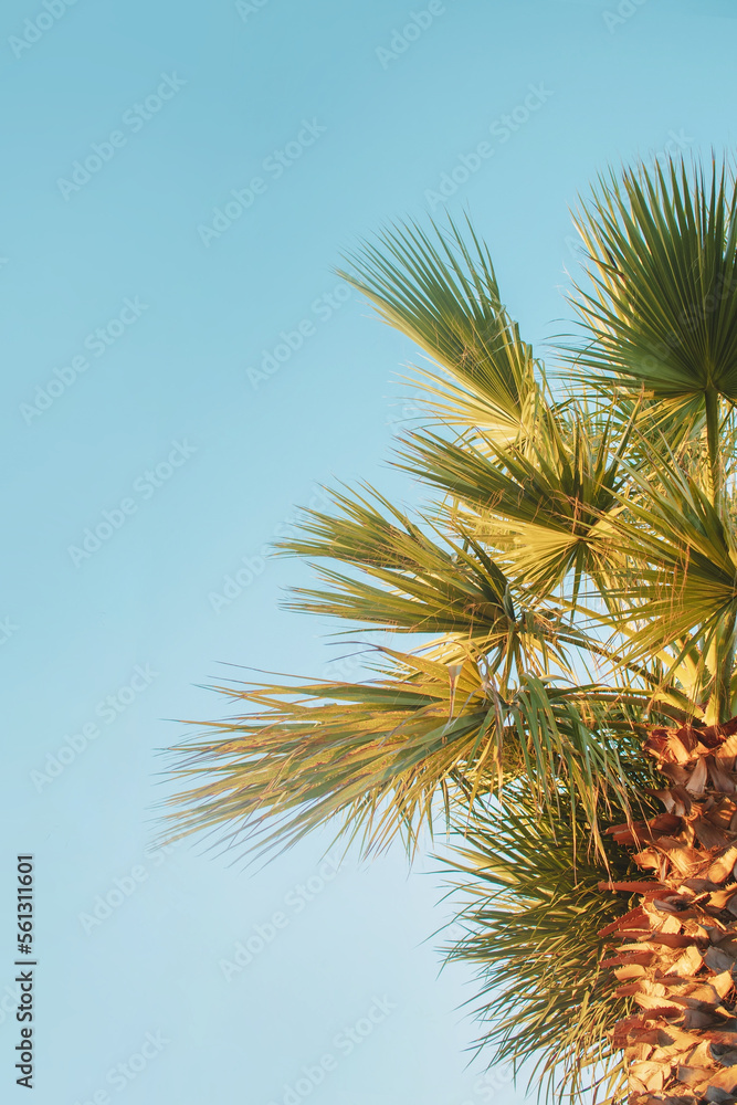 Palm tree with big green leaves in warm sunset sunlight on blue summer sky background. Tropical vacation and summer holidays concept