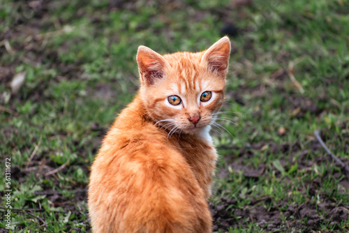 Cute ginger kitten with yellow eyes outdoor scene in a farm