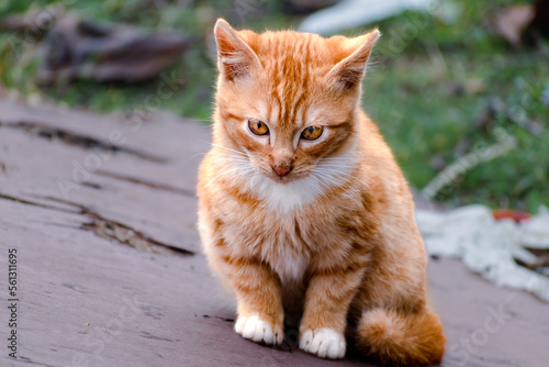 Cute ginger kitten with yellow eyes outdoor scene in a farm