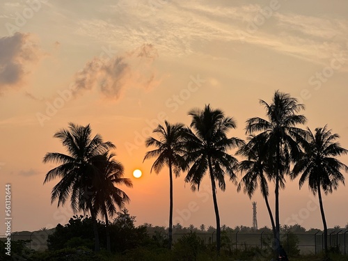 Sunset view of sky and sea. Clouds and ocean  palm trees  Maldives  Kulhudhuffushi city  birds