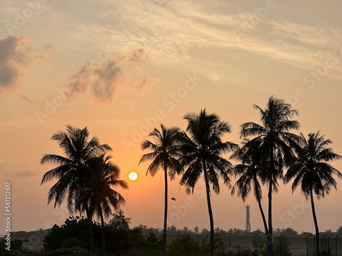 Sunset view of sky and sea. Clouds and ocean  palm trees  Maldives  Kulhudhuffushi city  birds