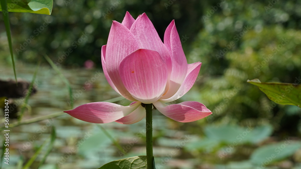 Lotus Flower | Nelumbo nucifera | lotus blossom at green lake|蓮花|荷花|水芙蓉 Lotus Flower | Nelumbo nucifera | lotus blossom at green lake|蓮花|荷花|水芙蓉