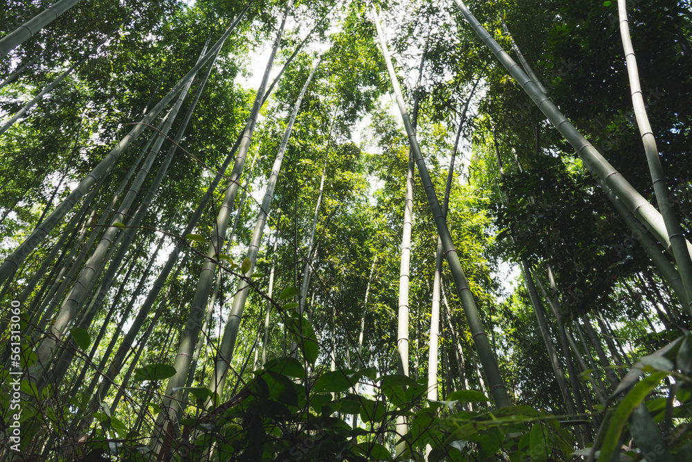 Naklejka premium Bamboo Texture Background Landscape