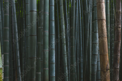 Bamboo Texture Background Landscape