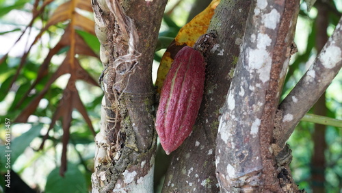 Theobroma cacao fruit|cacao beans|巧克力树|可可樹