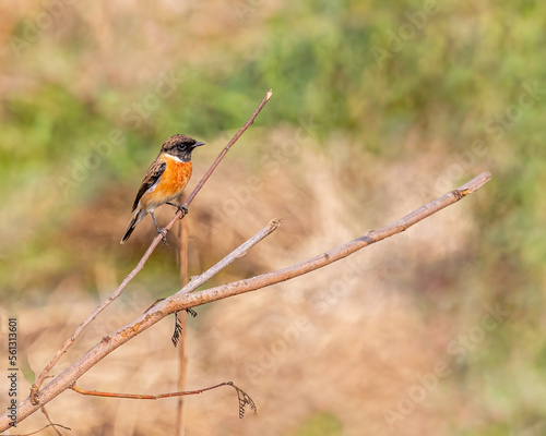 A Stone Chat resting photo