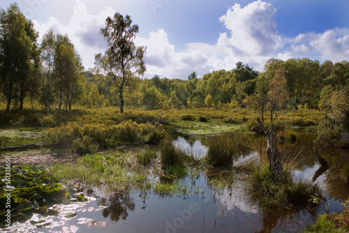 Woodfidley Passage: mixed woodland, wetlands and heathland near Beaulieu Road Station, New Forest National Park, Hampshire , UK