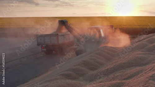 Volga region, harvest season. A mountain of wheat on the site of the threshing floor. Aerial view. photo