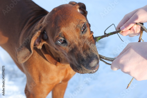 Zerrspiel mit dem Hund