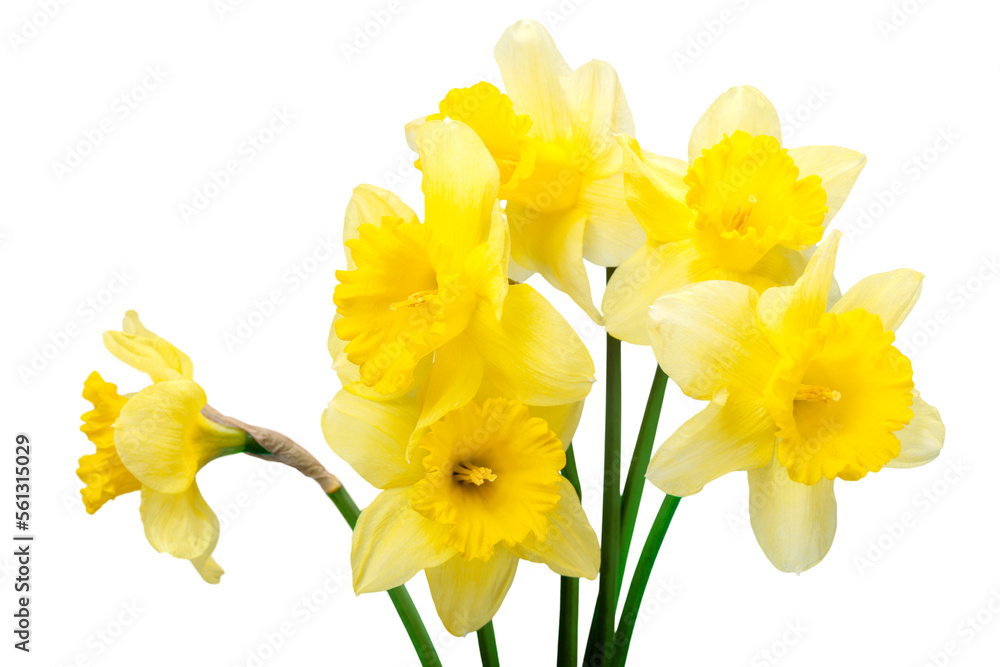 The spring cute yellow daffodils The spring cute yellow daffodils