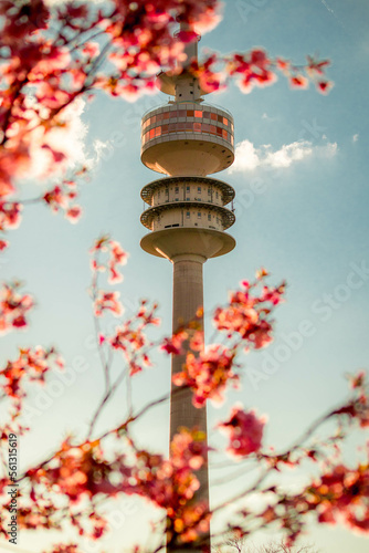 Cherry blossom in the Munich Olympic Park, Bavaria, Germany