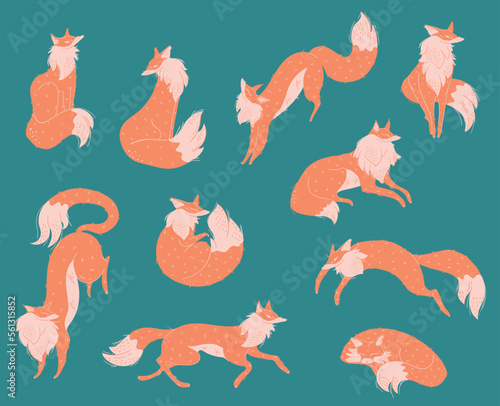 Set of foxes animals fluffy