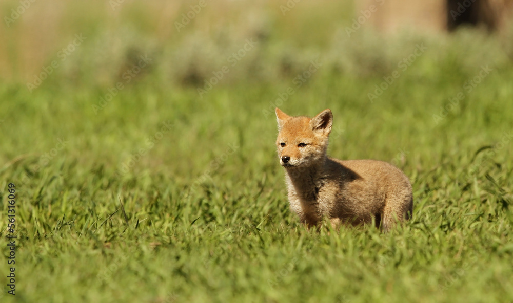 Coyote pup (Canis latrans), Grand Teton National Park, Wyoming Coyote pup (Canis latrans), Grand Teton National Park, Wyoming