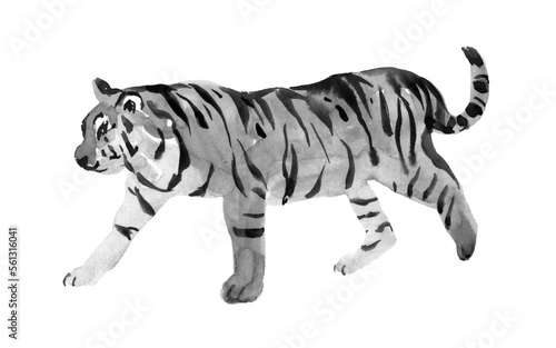 White Tiger walking with blue eyes isolated on white background. In front. Watercolor. Illustration. Template. Hand drawing.