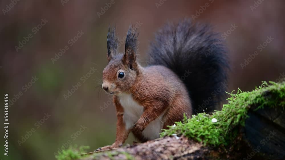 Red squirrel looking for food on dead wood and looking attentively, european red squirrel, december, north rhine westphalia, (sciurus vulgaris), germany Red squirrel looking for food on dead wood and looking attentively, european red squirrel, december, north rhine westphalia, (sciurus vulgaris), germany