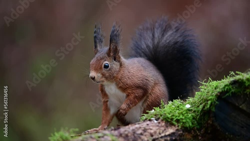 Red squirrel looking for food on dead wood  and looking attentively,  european red squirrel, december, north rhine westphalia, (sciurus vulgaris), germany photo