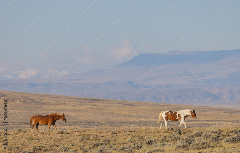 Wild Horses in the Wyoming Desert in Autumn