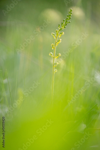 green twayblade orchid (listera ovata) captured in close-up detail on a blooming meadow with green bokeh in white carpatians