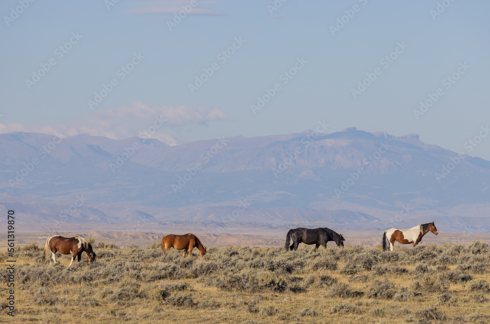 Wild Horses in the Wyoming Desert in Autumn