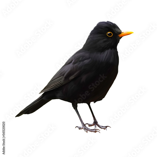 Illustration of a blackbird against a white background. Isolated bird with black plumage.
 photo