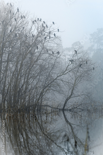 A flight of cormorants look out on a landscape shrouded in heavy fog on a winter morning.