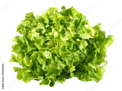 Endiviensalat Blattalat - Salat PNG Transparent