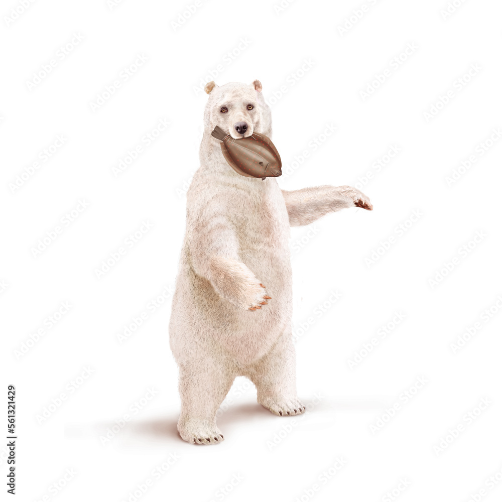 Fototapeta premium ours polaire, frigide, dans la bouche, limande, mangeant, neige, amour, poisson, pêcher, montrant, faune, illustration, arctique, hiver, blanc, glace, animal, nature