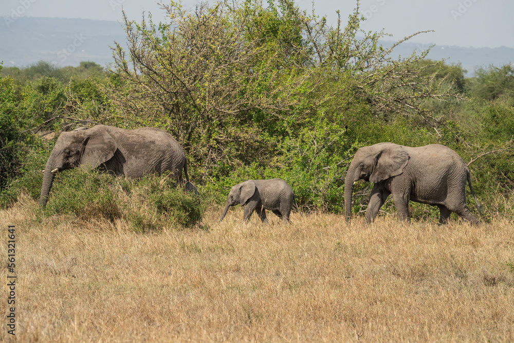 Elephants in Tanzania Elephants in Tanzania