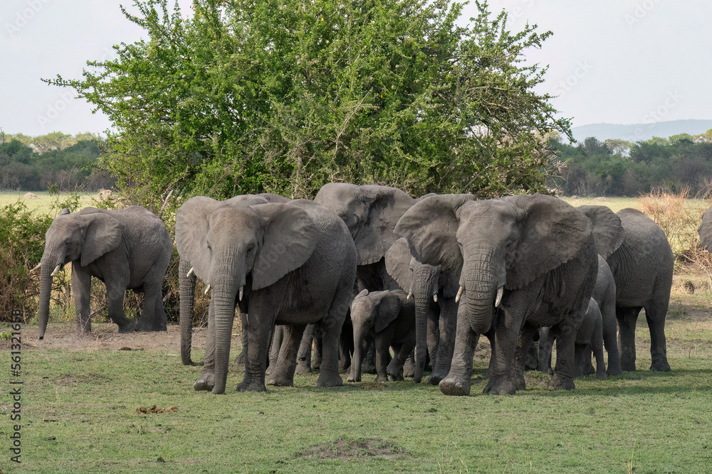 Fototapeta premium Elephants in Tanzania