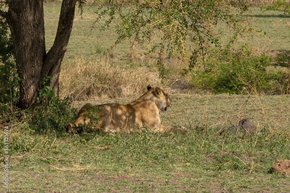 Naklejka premium A Lioness in Tanzania