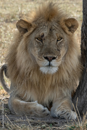 A Lion in Tanzania