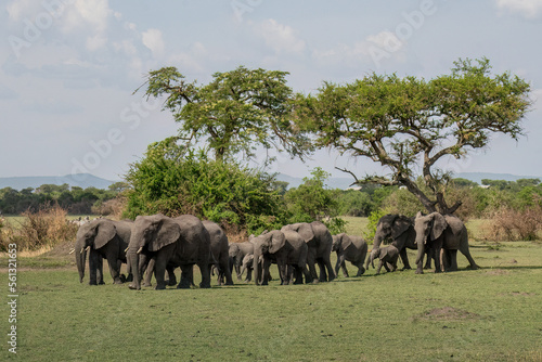 Elephants in Tanzania