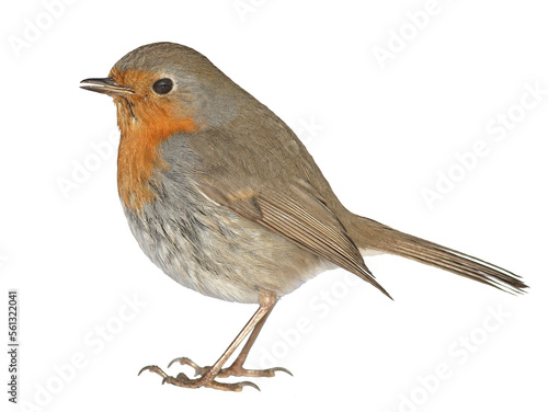 Fotografie, Obraz png cute robin bird  on clear background