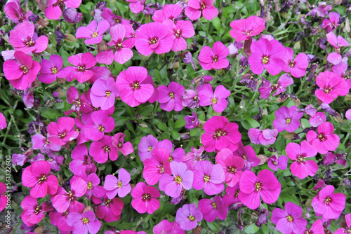 A tuft of pink aubrieta flowers in close-up photo
